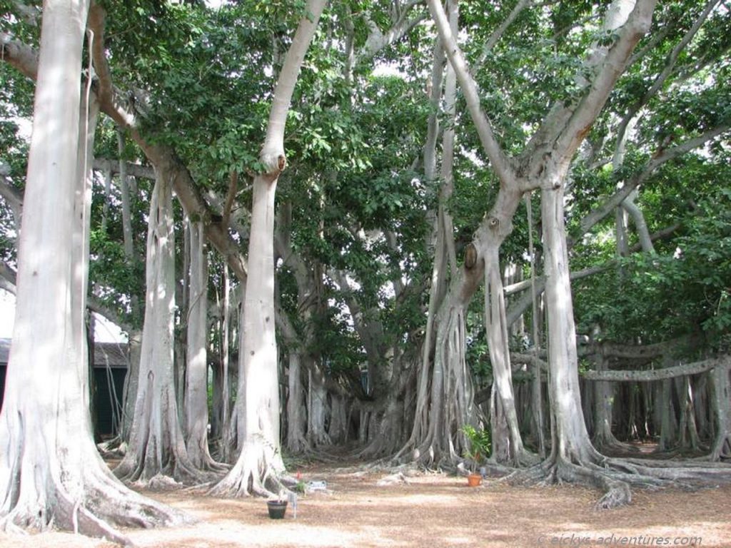 riesiger Banyan Baum am Edison & Ford Winter Estate