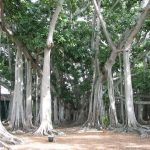 riesiger Banyan Baum am Edison & Ford Winter Estate