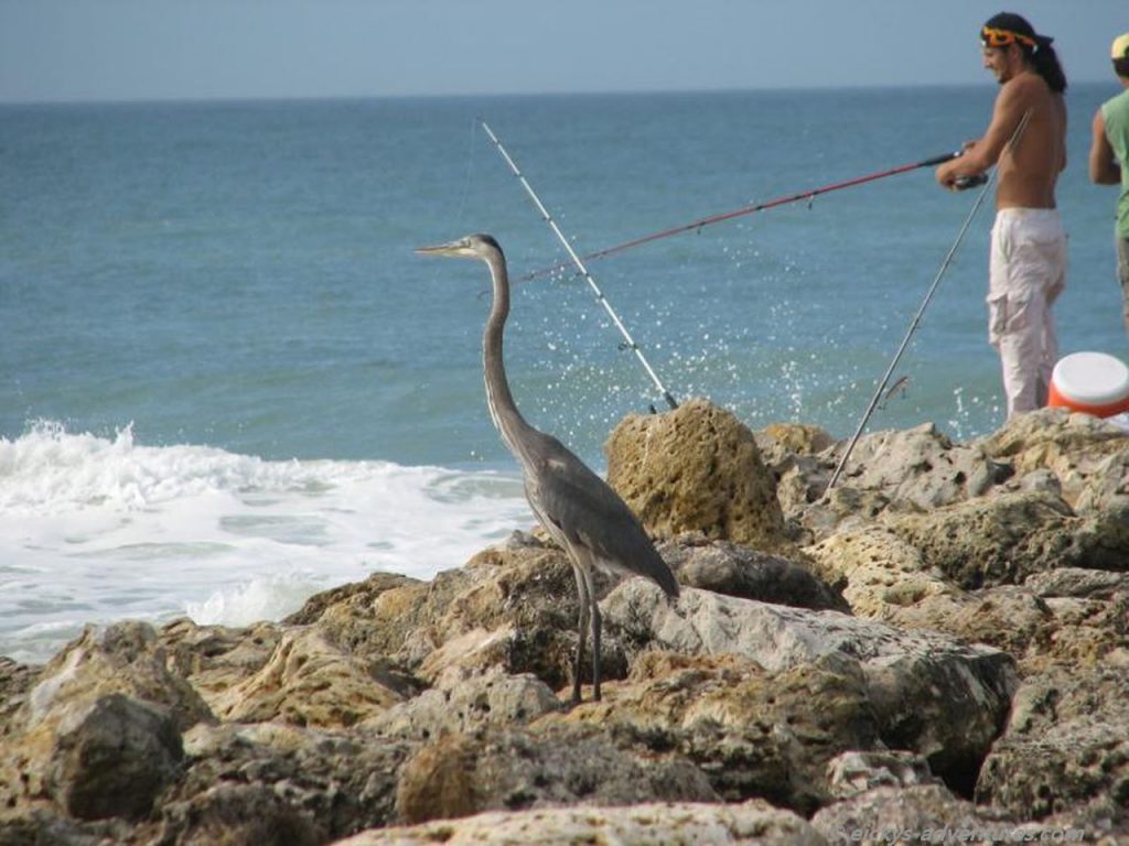 zwischen Sanibel und Captiva
