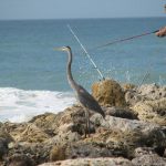 zwischen Sanibel und Captiva