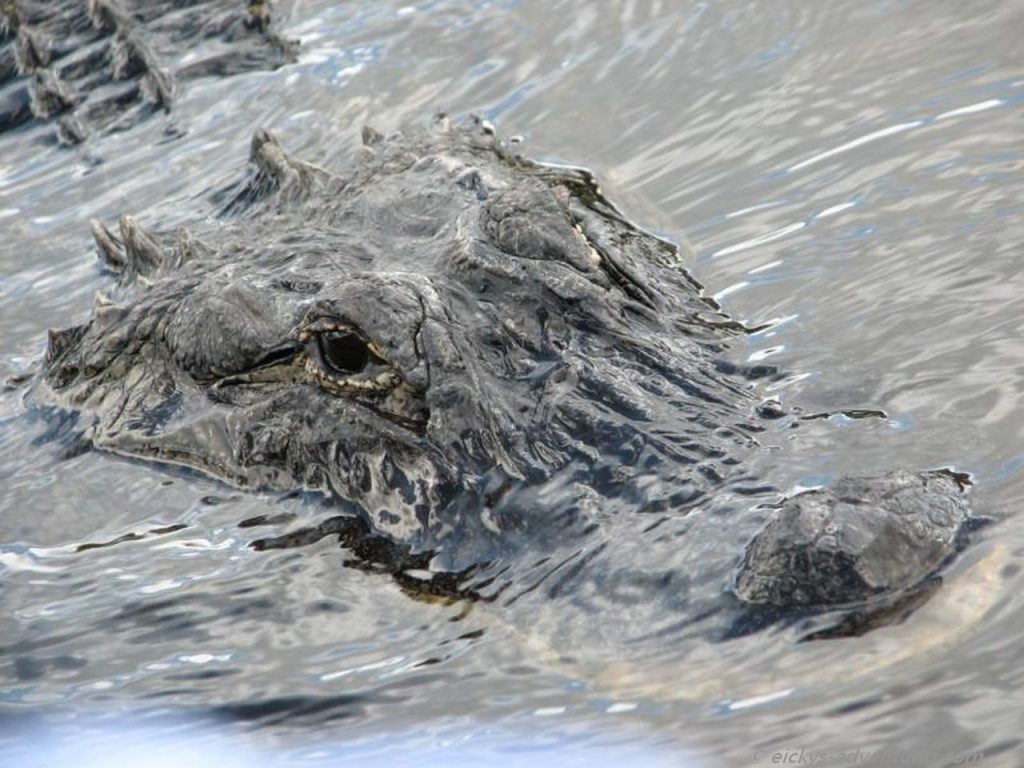 Alligator in den Everglades