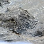 Alligator in den Everglades