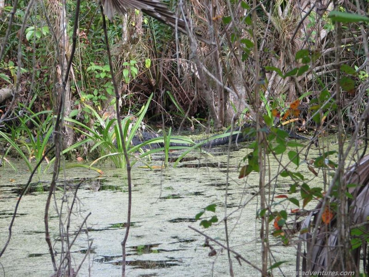Aligator im Fakahatchee Strand Preserve State Park Aligator im Fakahatchee Strand Preserve State Park