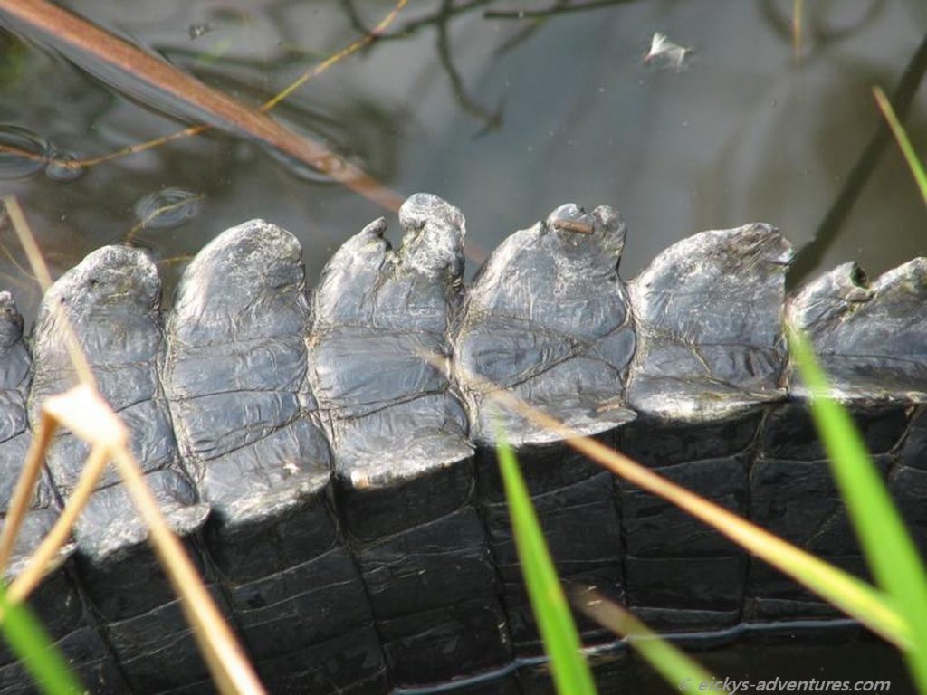 Anhinga Trail