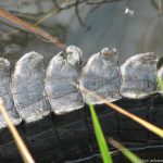 Anhinga Trail