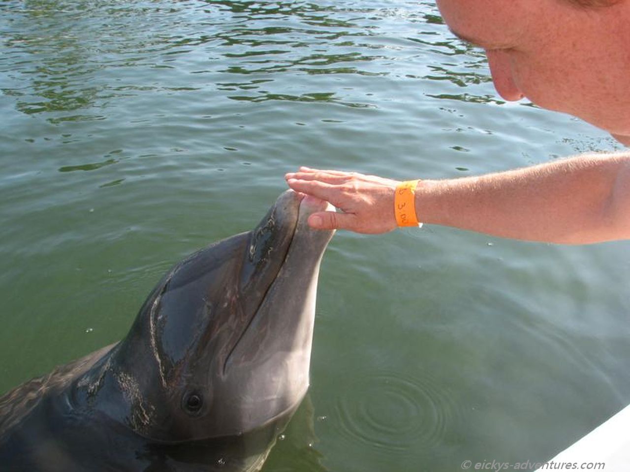 Meet the Dolphin Meet the Dolphin