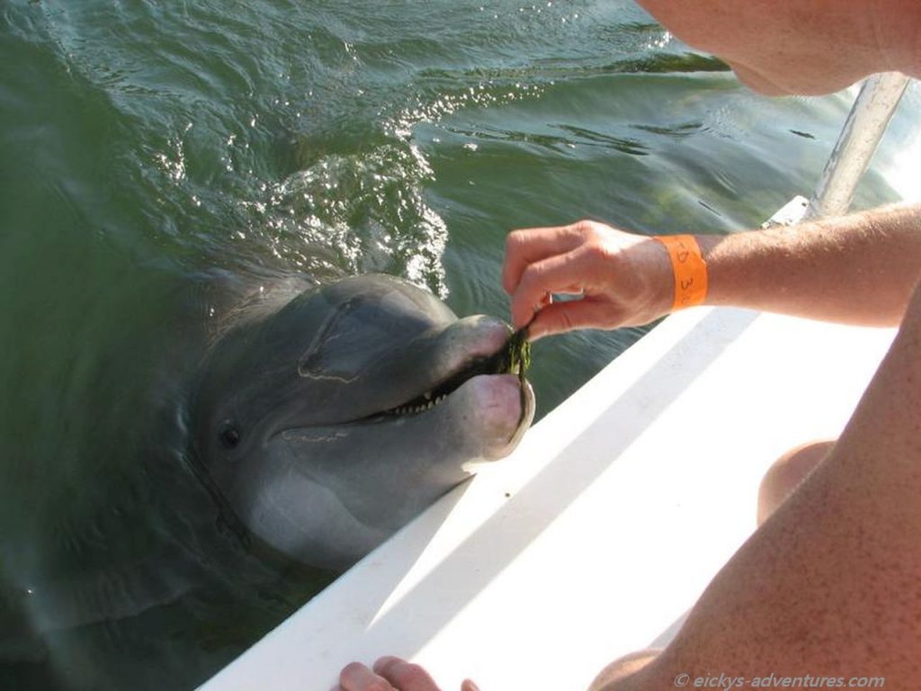 Meet the Dolphin