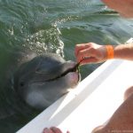 Meet the Dolphin