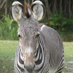 Zebra im Miami Zoo