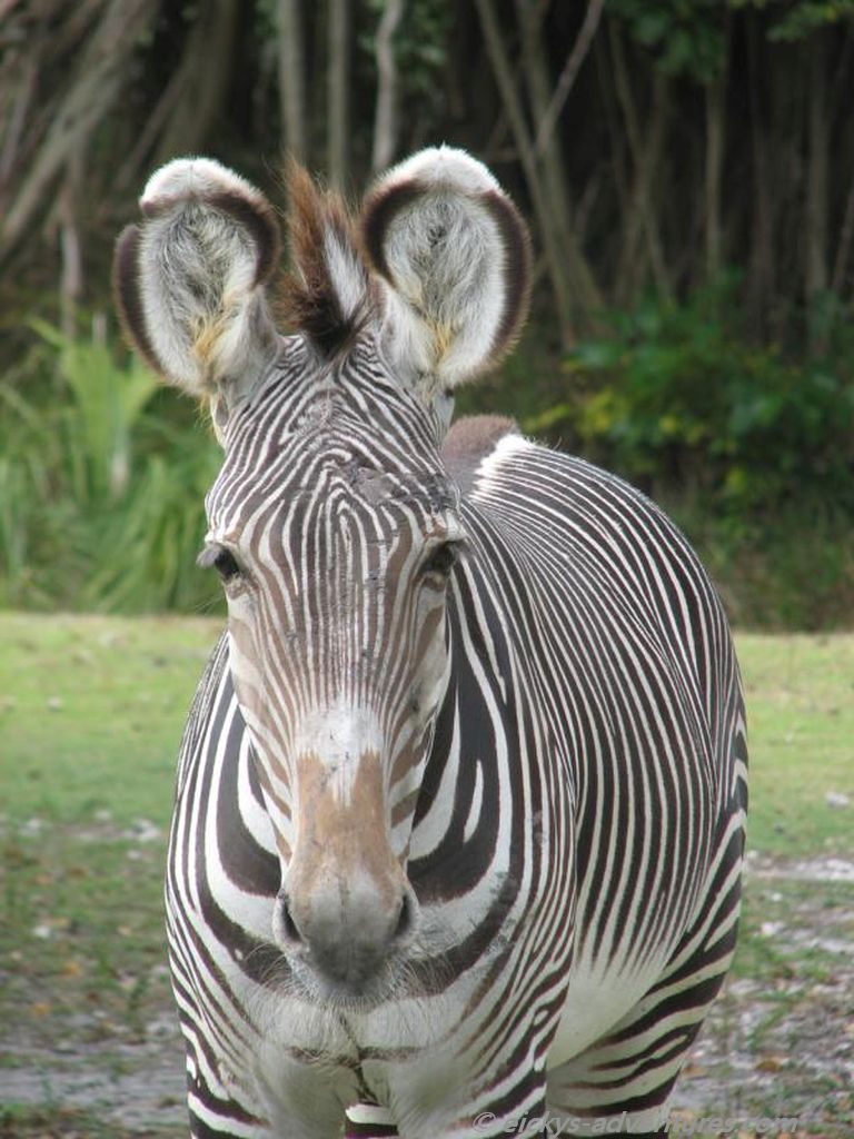Zebra im Miami Zoo