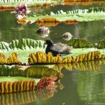 Wasserlilien im botanischen Garten von Pamplemousses