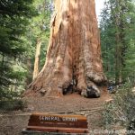 General Grant - Kings Canyon