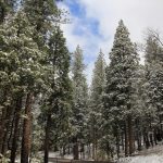 schneebedeckte Tannenbäume im Yosemite National Park