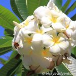 Plumeria - Waikiki