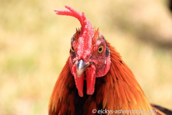 Chicken Chicken