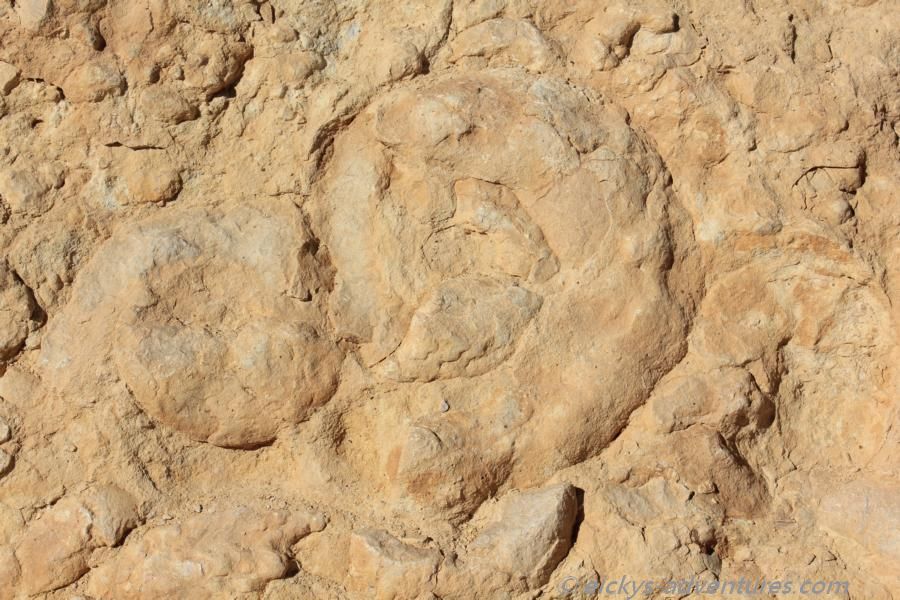 Ammonites Wall Ammonites Wall