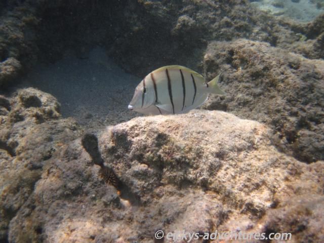 Hanauma Bay - Convict Tangs Hanauma Bay - Convict Tangs
