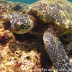 schnorcheln mit Schildkröten am Tunnels Beach