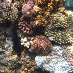schnorcheln bei Mun Island und Mot Island