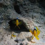 fotogene Nemo-Familie im Coral Beach Nature Reserve