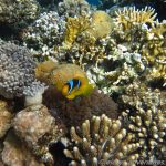 Nemo im Korallengarten