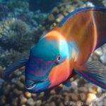 Papageienfisch