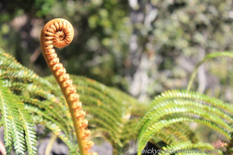 die Natur kämpft sich zurück die Natur kämpft sich zurück