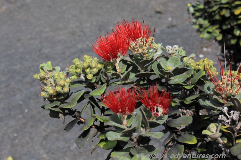 Ohia lehua Ohia lehua
