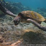Kahuluu Beach Park: Schildkröte
