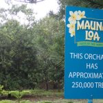Mauna Loa Factory: Macadamia Nüsse