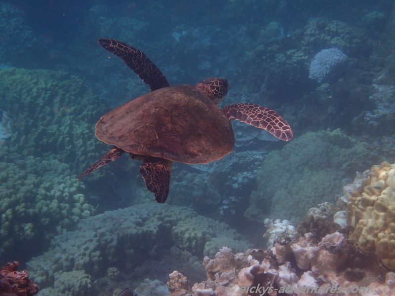 Kapoho Tide Pools: Schildkröte Kapoho Tide Pools: Schildkröte