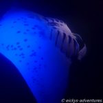Manta Ray Snorkel mit Kona Ocean Adventures vorm Sheraton Hotel