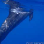 Dolphin Snorkel