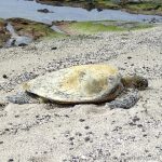 Turtle im Kaloko-Honokohau National Historic Park