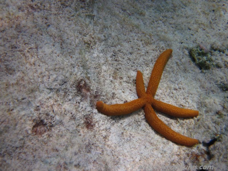 schnorcheln in der Nähe der Punta Perdiz: Seestern schnorcheln in der Nähe der Punta Perdiz: Seestern