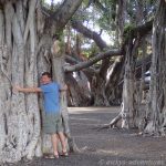 Lahaina: Banyan Tree