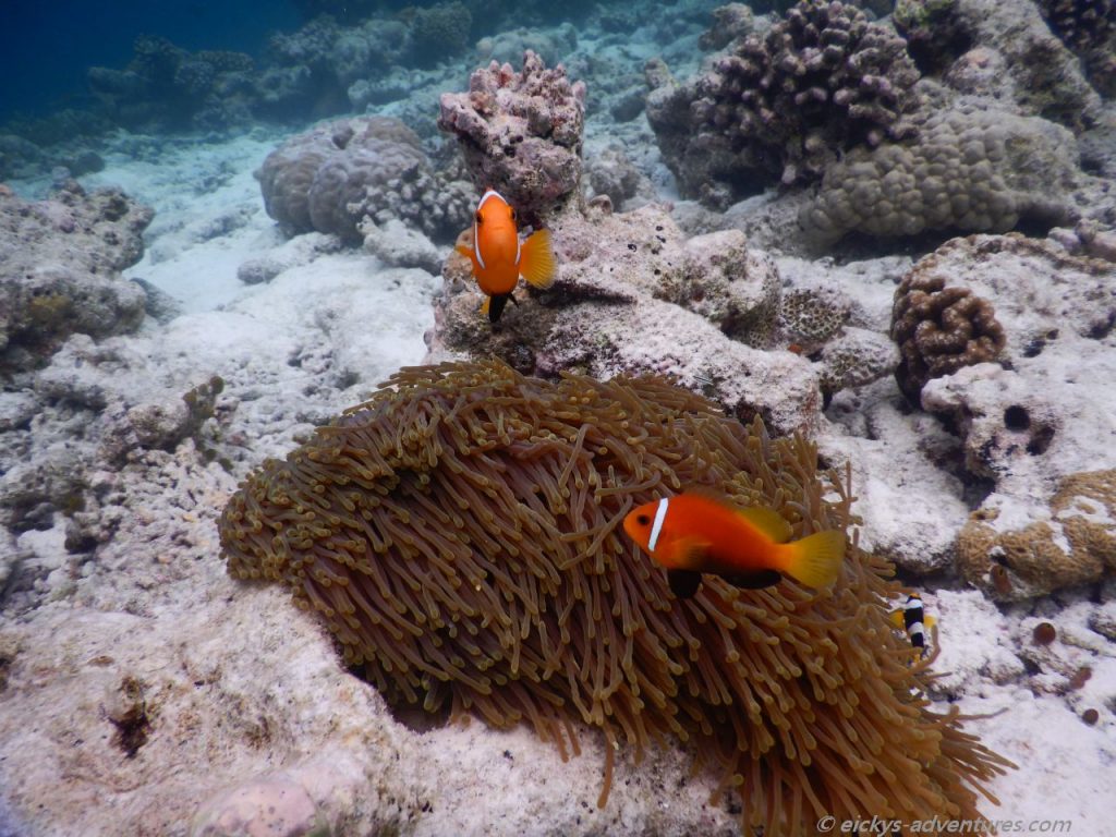 Unterwasserwelt an der Sandbank Kalhuhuraa: Anemonenfisch