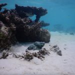 Unterwasserwelt an der Sandbank Alimatha: Steinfisch