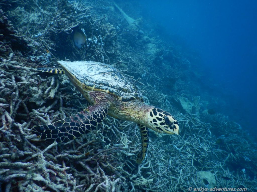 schnorcheln bei stürmischer See: Schildkröte