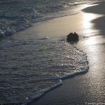 auf einer Sandbank im Nord Male Atoll