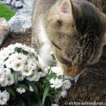 Lucky auf Erkundungstour im Garten