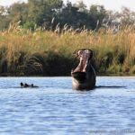 Hippo im Okavango Delta