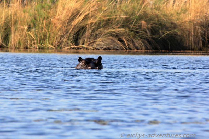 Hippo im Okavango Delta Hippo im Okavango Delta