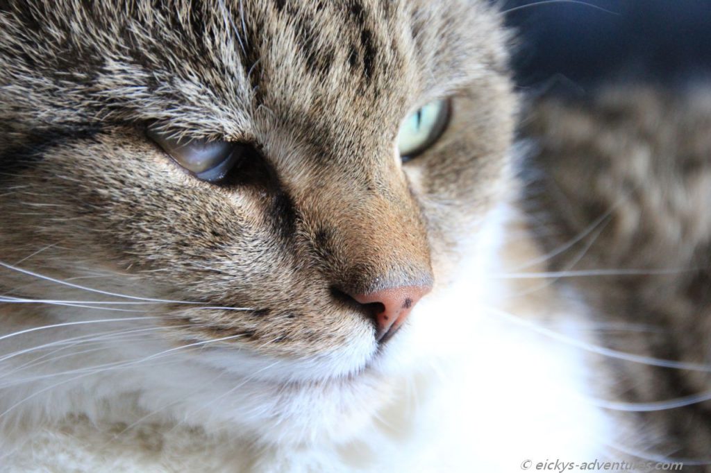Luckys Auge nach den OPs
