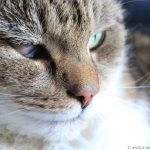 Luckys Auge nach den OPs