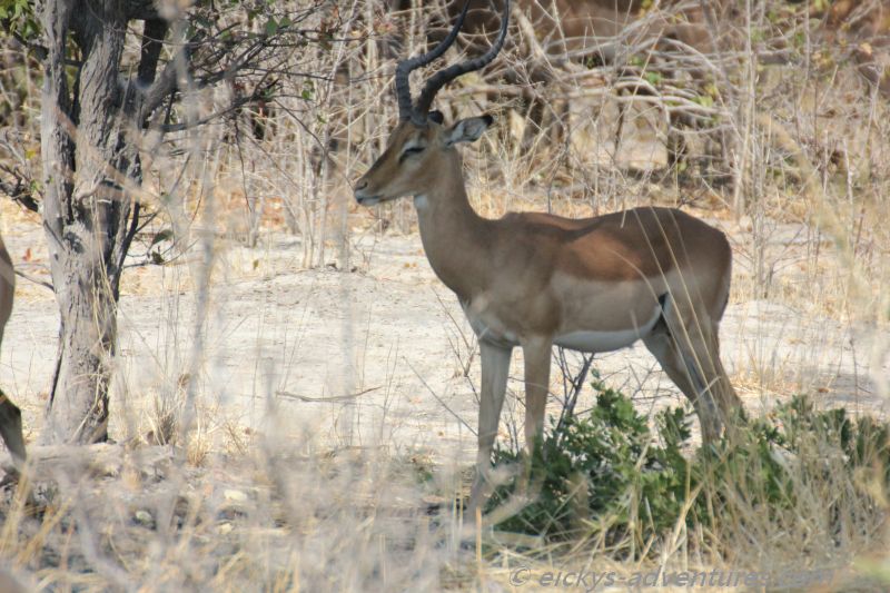 Antilope im Moremi Game Reserve Antilope im Moremi Game Reserve