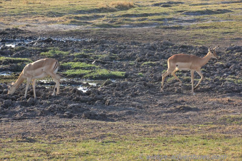 Impalas Impalas