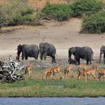 Bootstour auf dem Chobe River: Elefanten und Impalas