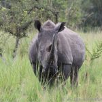 Ziwa Rhino Sanctuary