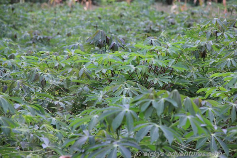 Pflanzenkunde in Uganda Pflanzenkunde in Uganda